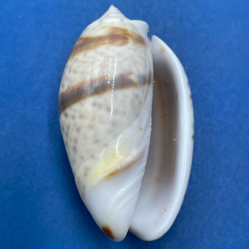 #21 Oliva bulbosa f. inflata 42.2mm F++ Mauritius 1954