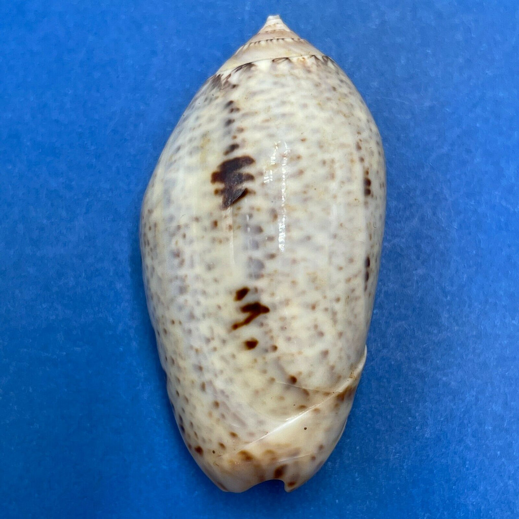 #6 Oliva incrassata 45.2mm F+ Adair Bay, Mexico, In Sand, Low Tide, 1965