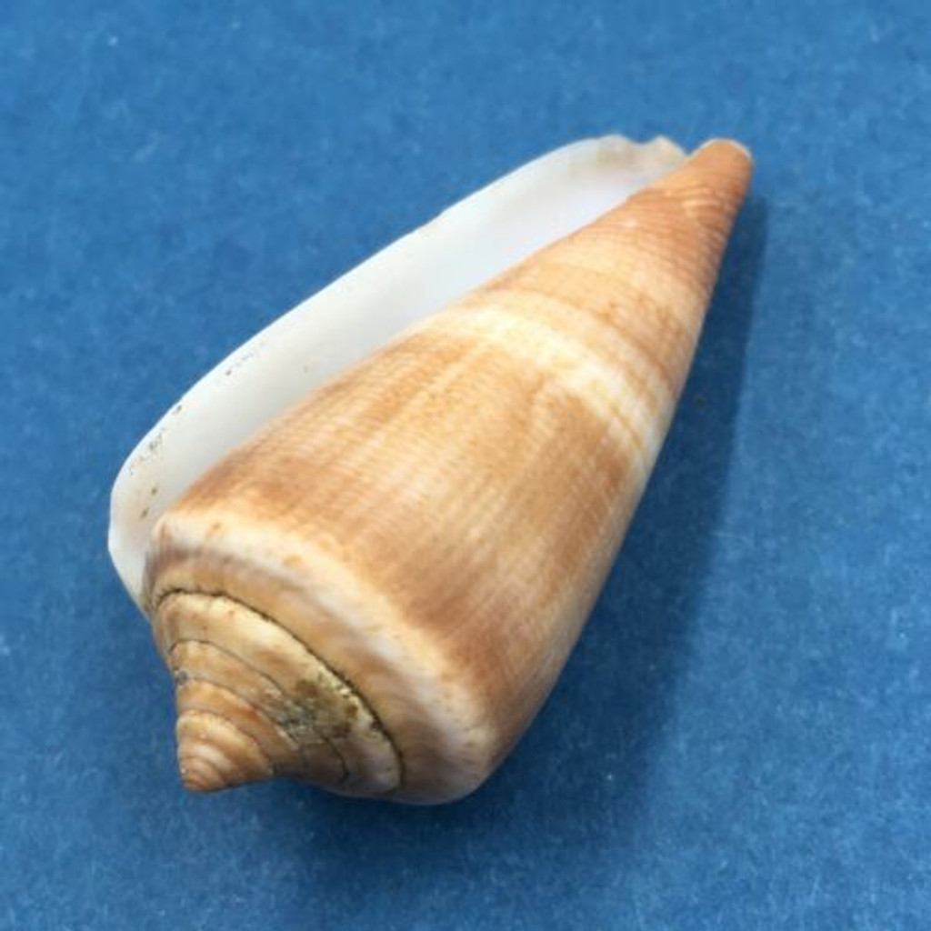 #3 Conus furvus 44mm Sulu Sea, Philippines, Tangle Net 80-100m