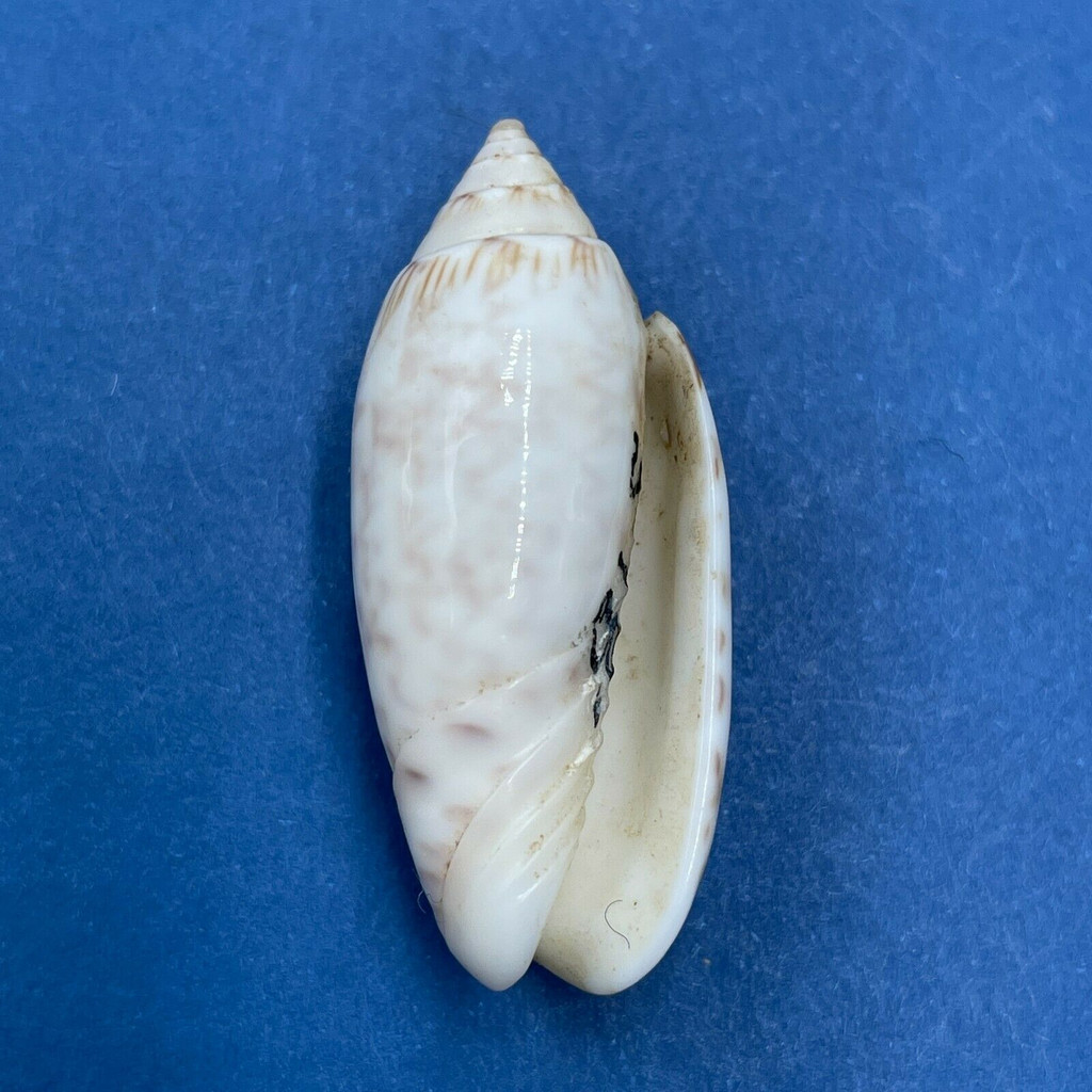 #10 Oliva reticularis 33.2mm F+ Nassau, Bahamas