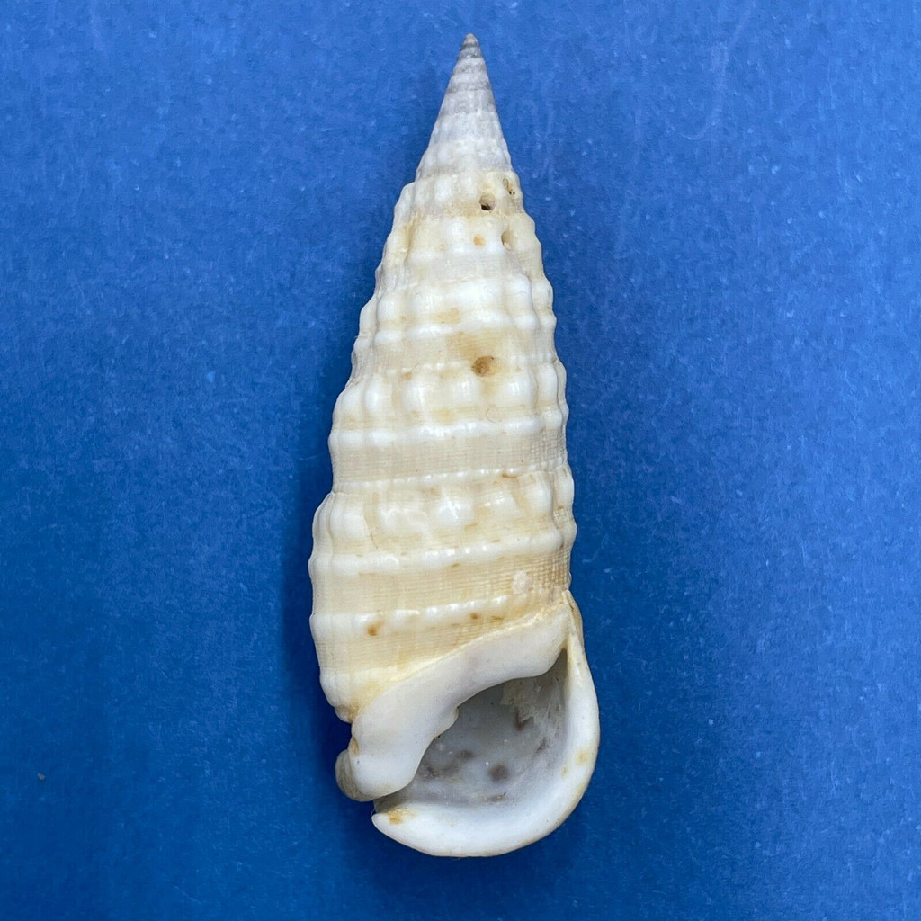 #1 Rhinoclavis bituberculata 38mm F Quinns Rocks, Western Australia