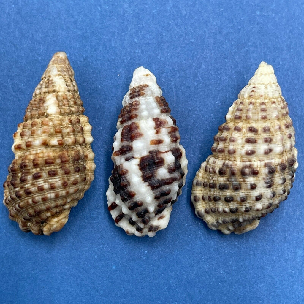 #12 Clypeomorus bifasciata 22-24mm F Philippines