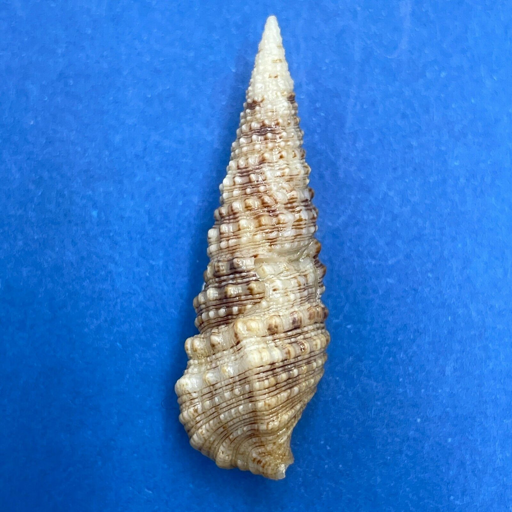 #6 Cerithium atratum 34.2mm F+ Sarasota Bay, Florida