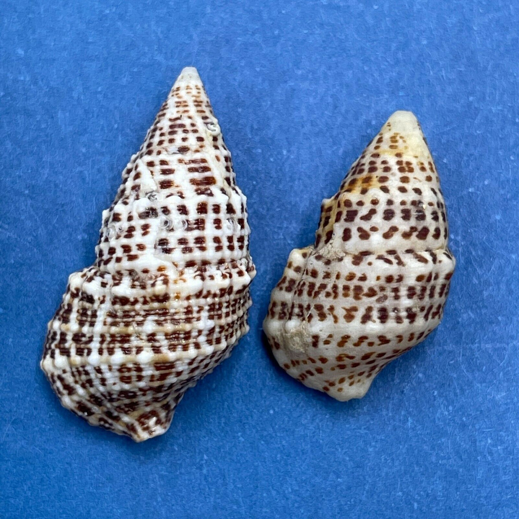 #8 Cerithium litteratum 16-20mm F+/++ Honduras Cays Offshore