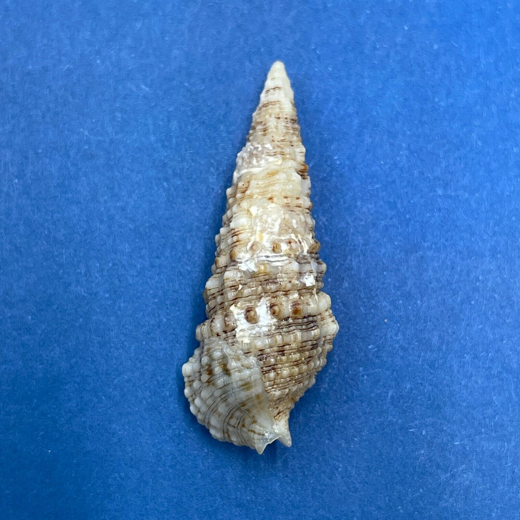 #9 Cerithium atratum 30.6mm F+ Sarasota Bay, Florida