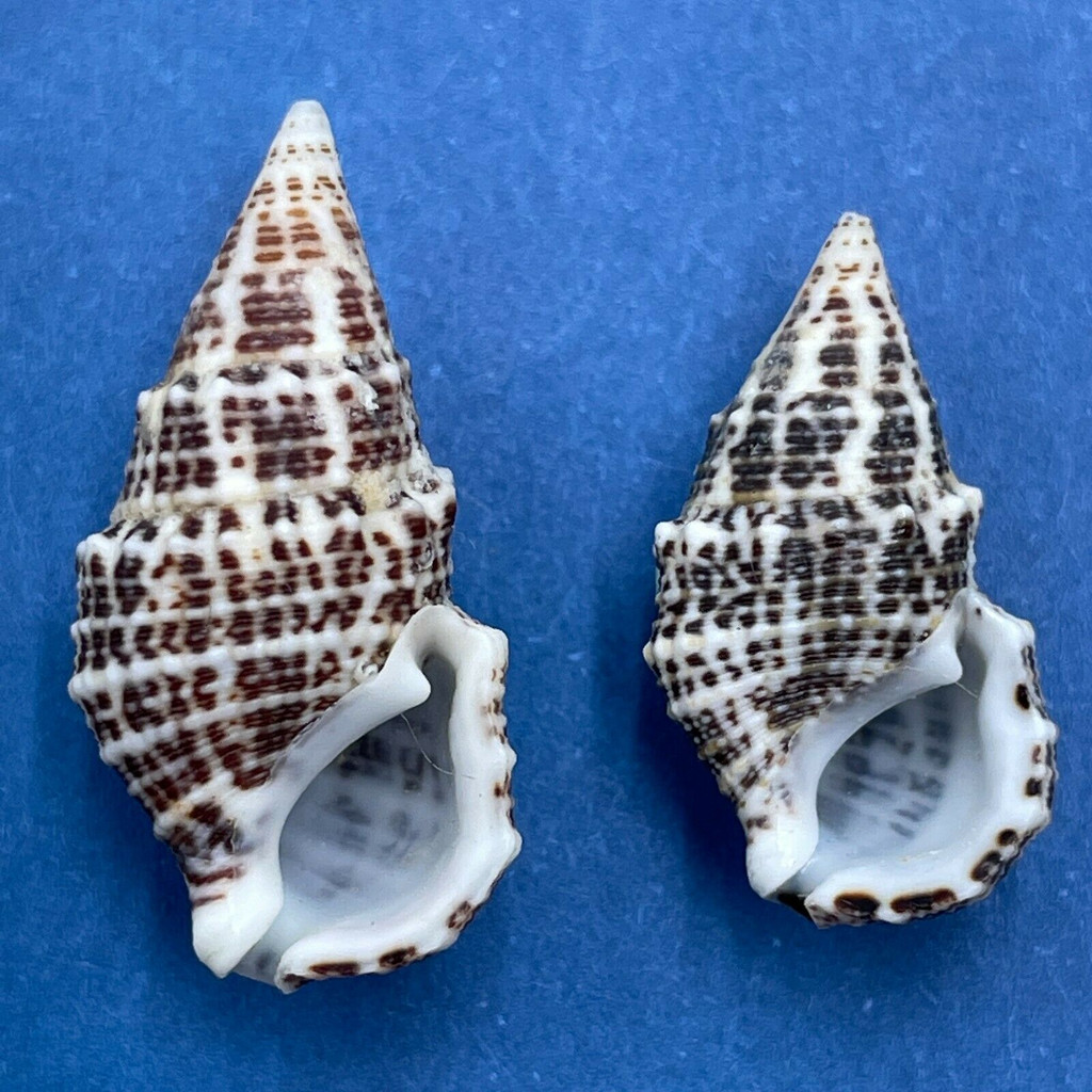 #6 Cerithium litteratum 17-21mm F+ Honduras Cays Offshore