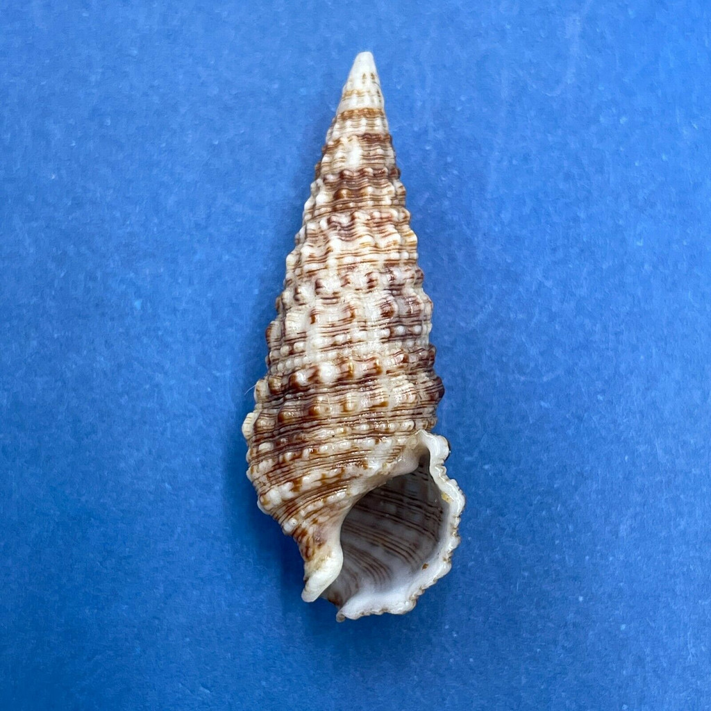 #10 Cerithium atratum 30.9mm F++ Treasure Island, Lake Worth, Florida