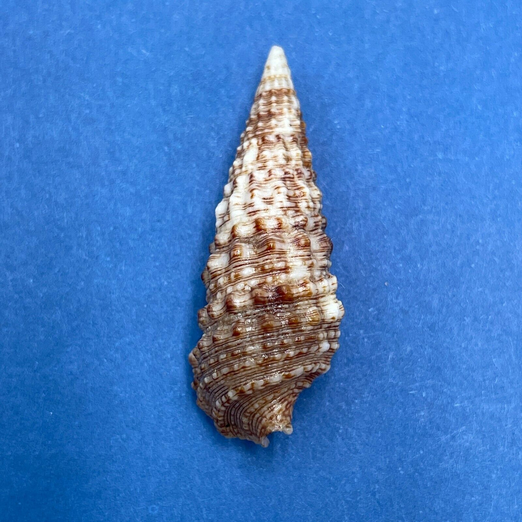 #10 Cerithium atratum 30.9mm F++ Treasure Island, Lake Worth, Florida