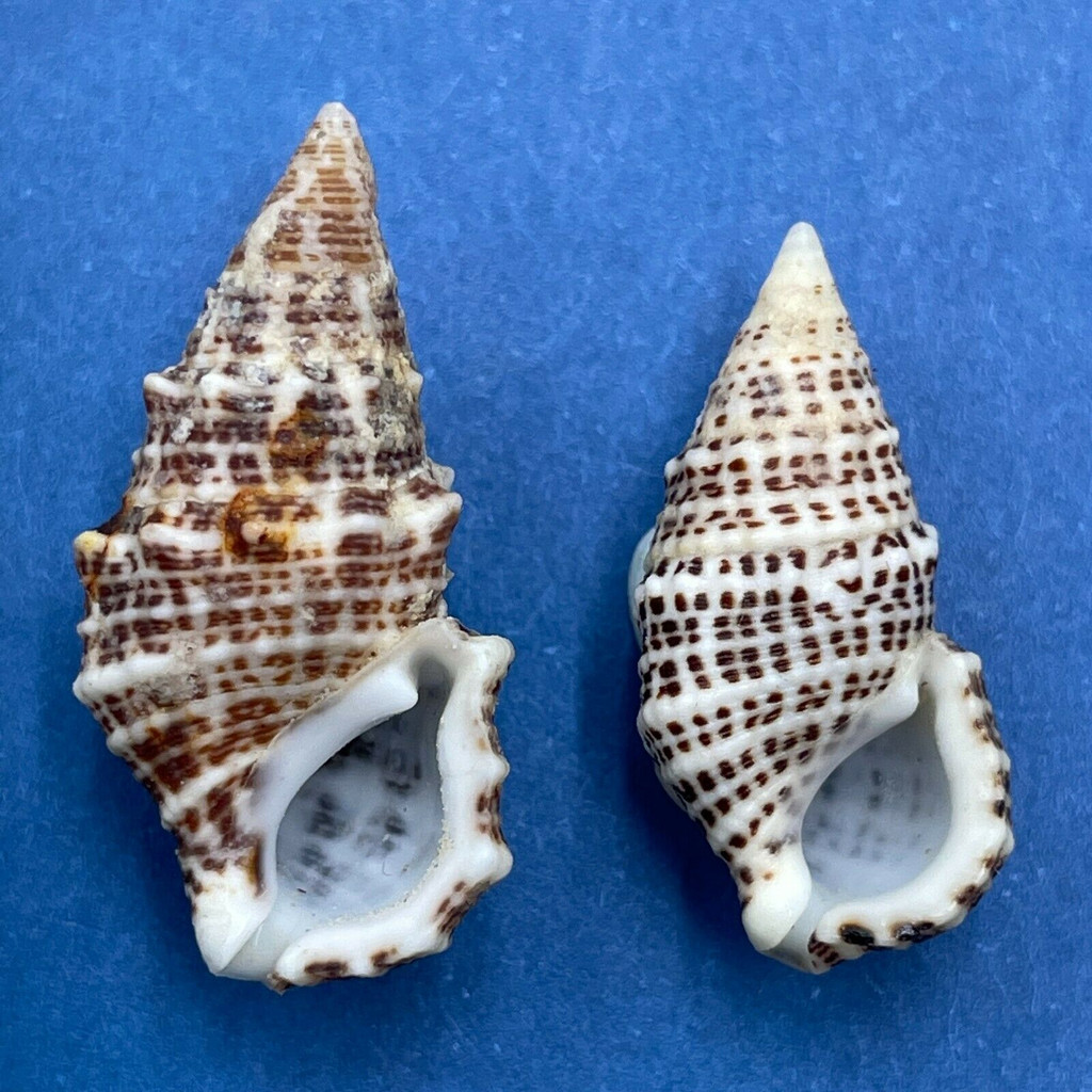 #4 Cerithium litteratum 19-22mm F+/++ Honduras Cays Offshore