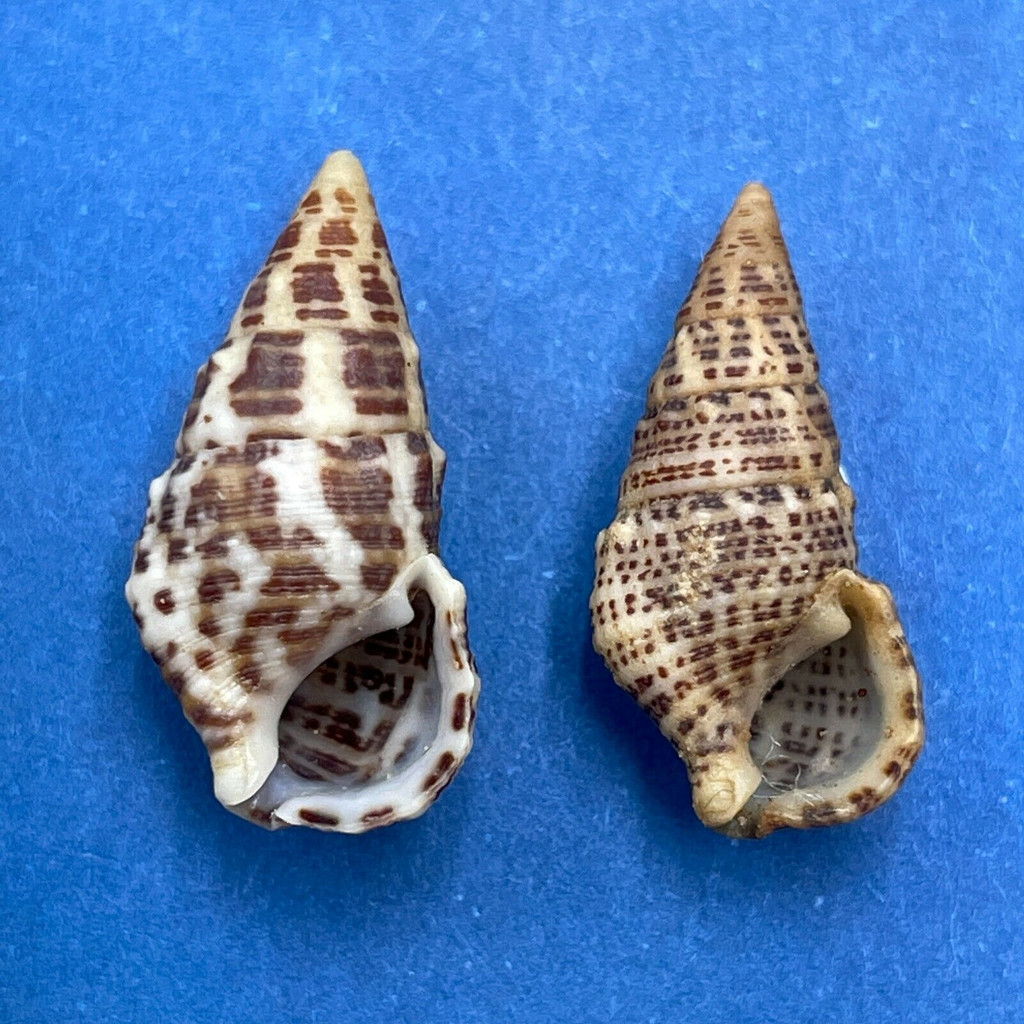 #11 Cerithium litteratum 17-18 F Puerto Juarez, Quintana Roo, Mexico