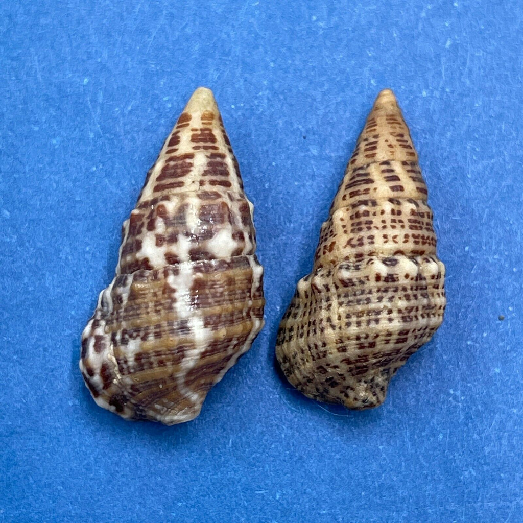 #11 Cerithium litteratum 17-18 F Puerto Juarez, Quintana Roo, Mexico