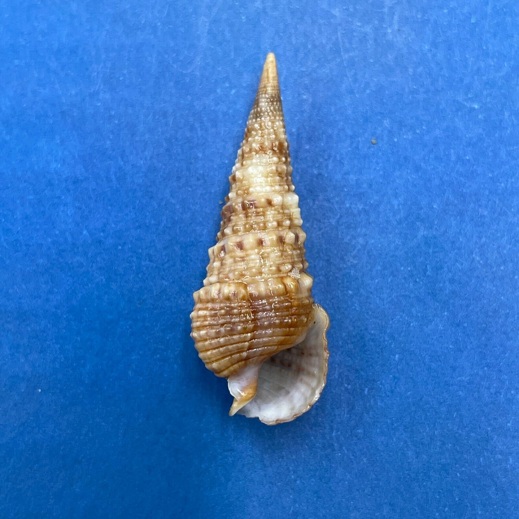 #16 Cerithium gemmatum 30.1mm Immature Lip Panama Bay, 1957