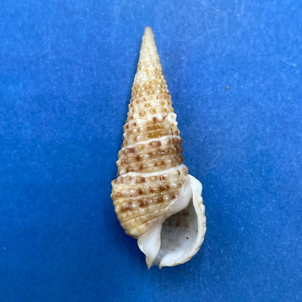 #12 Cerithium gemmatum 30.3mm F++ Panama Bay, 1957