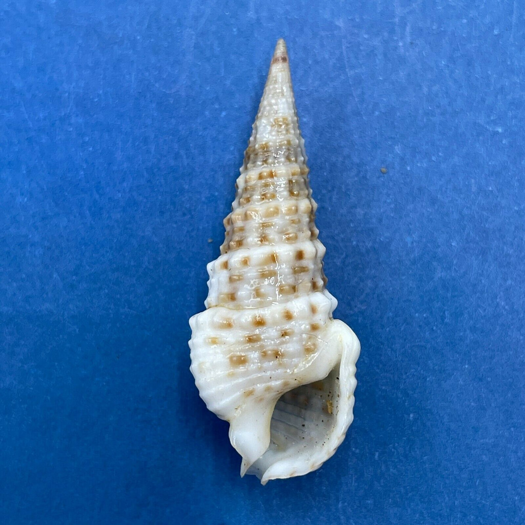 #14 Cerithium gemmatum 31.6mm F++ Panama Bay, 1957