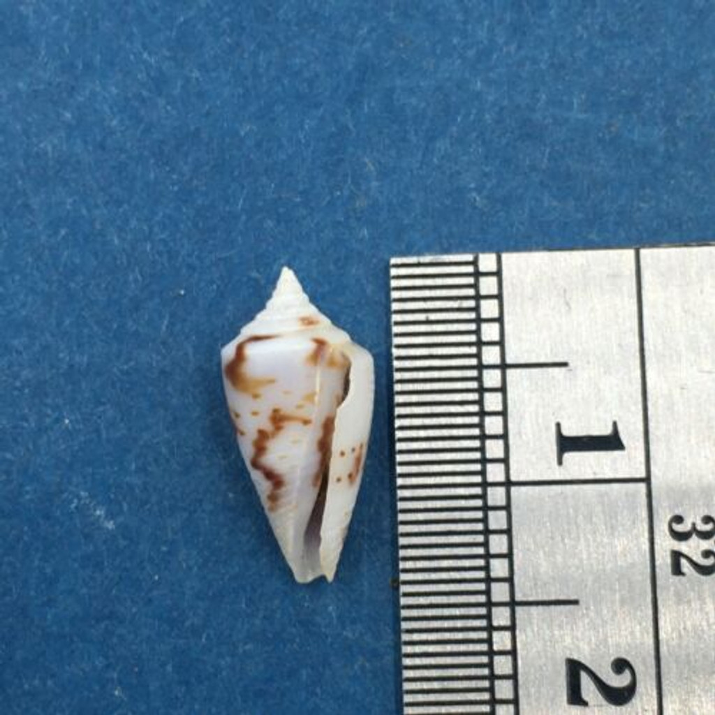 #18 Conus Ximeniconus wendrosi 13.2mm Barcadera, Aruba On Exposed Sand Bar