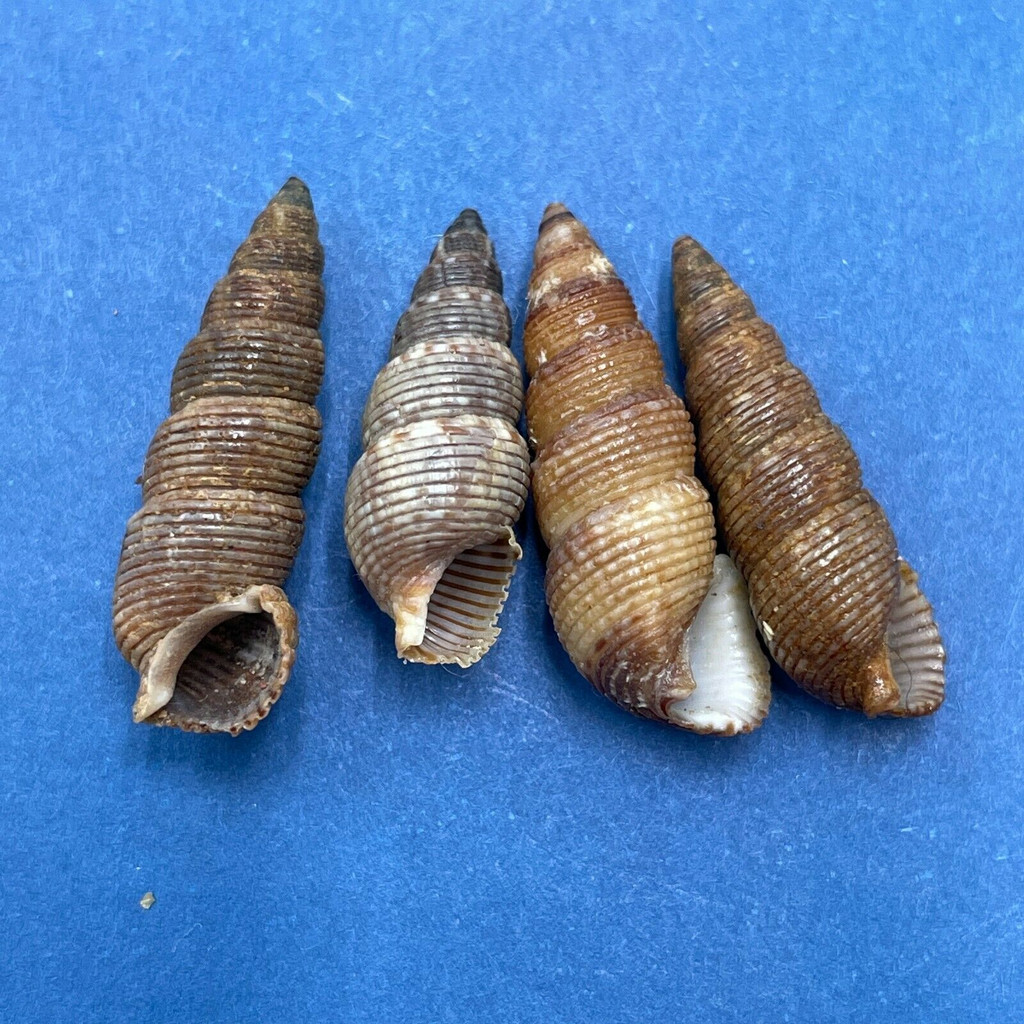 #13 Liocerithium judithae 17-20mm F/+ Guaymas, Mexico Cerithiidae