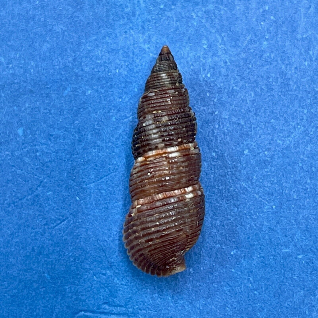 #6 Liocerithium judithae 16.2mm F+ Guaymas, Mexico Cerithiidae