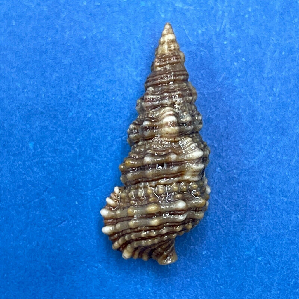 #9 Cerithium dialeucum 20.3mm F++ Misaki, Kangagawa Pref. Japan