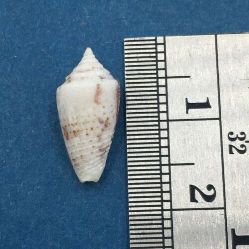 #17 Conus Ximeniconus wendrosi 14.9mm Barcadera, Aruba On Exposed Sand Bar