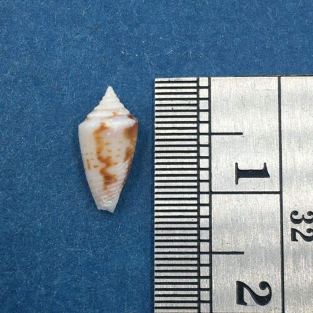 #16 Conus Ximeniconus wendrosi 10.5mm Barcadera, Aruba On Exposed Sand Bar