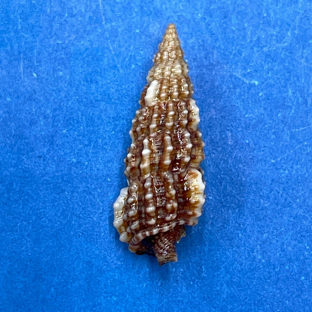 #21 Cerithium muscarum 17.7mm F++ Sarasota Bay, Florida