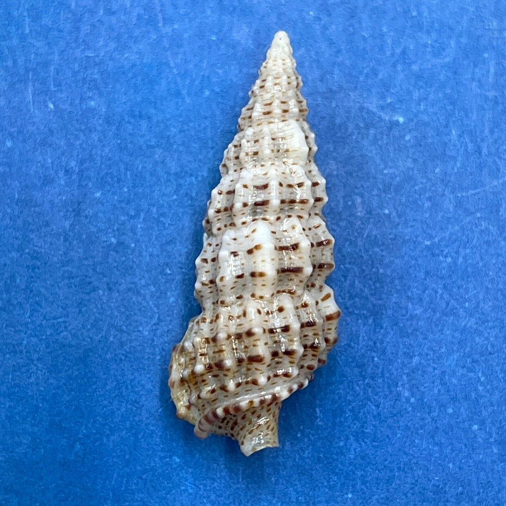 #25 Cerithium muscarum 19.5mm F++ Sarasota Bay, Florida