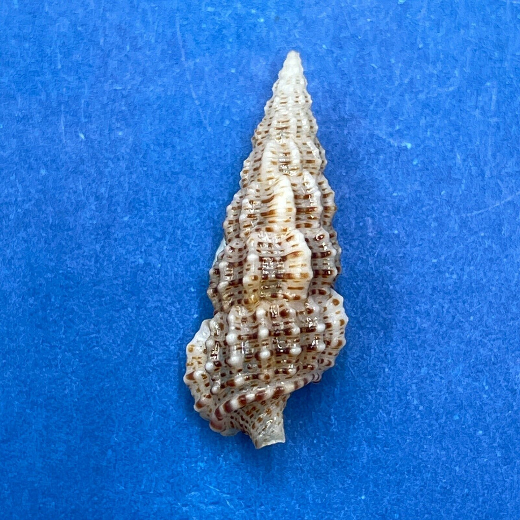 #11 Cerithium muscarum 19.8mm F++ Sarasota Bay, Florida