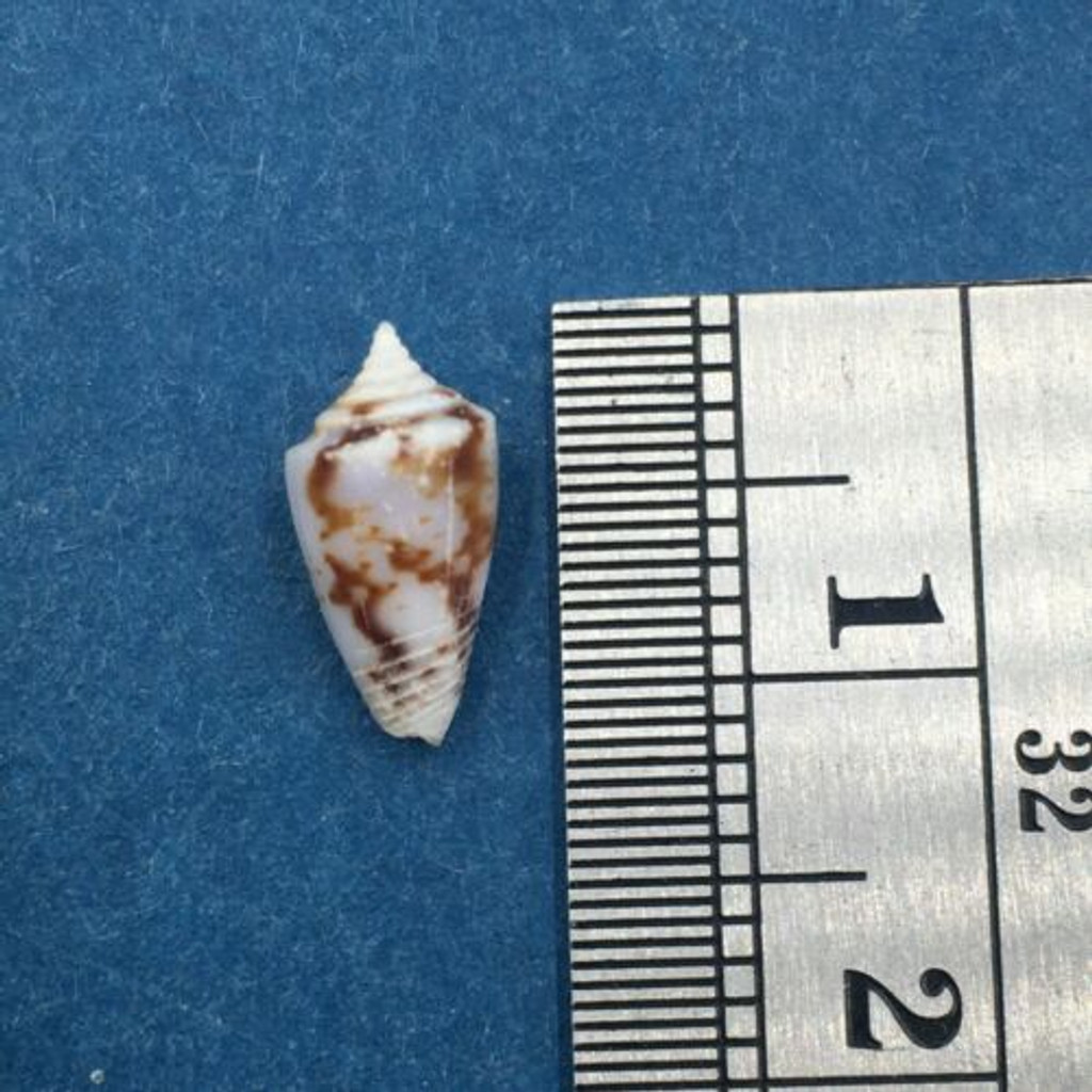 #15 Conus Ximeniconus wendrosi 10.7mm Barcadera, Aruba On Exposed Sand Bar
