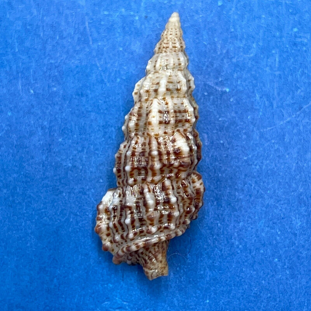 #18 Cerithium muscarum 21.8mm F++ Sarasota Bay, Florida