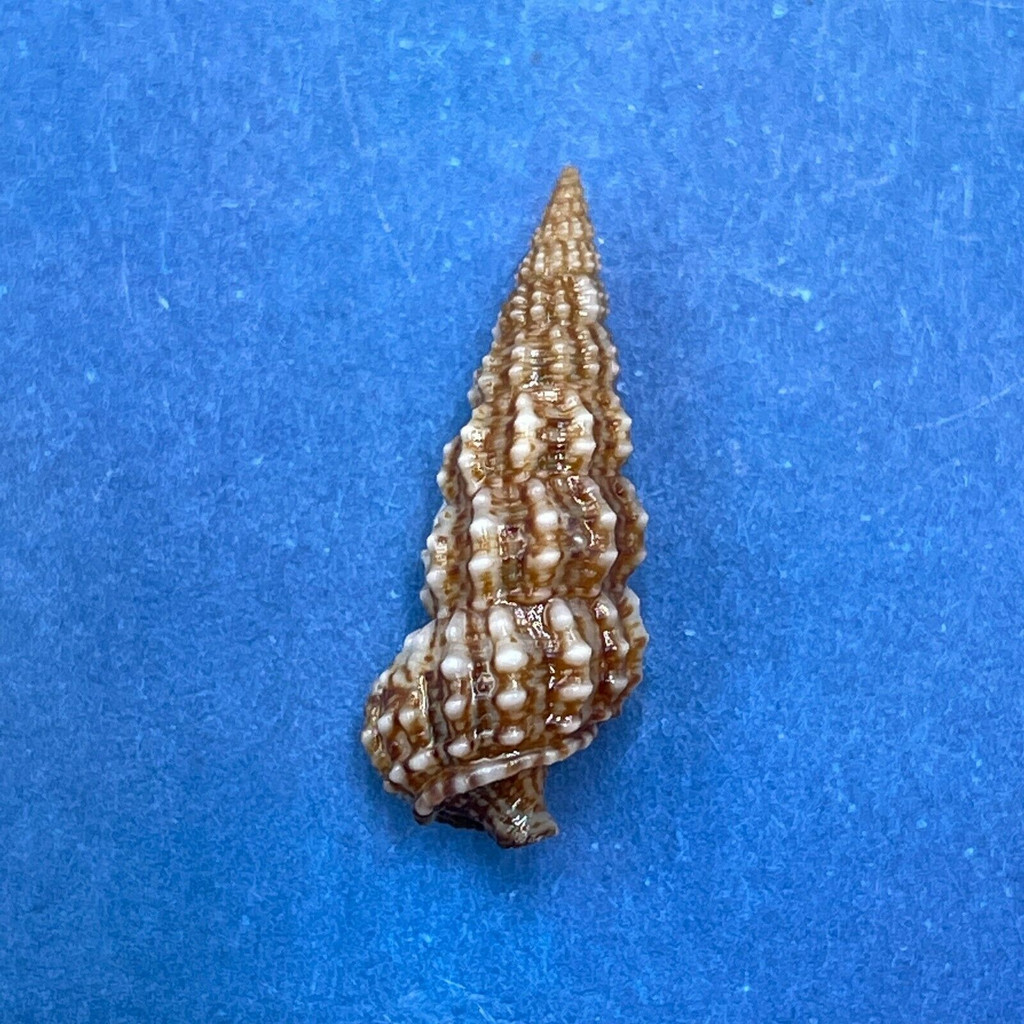 #9 Cerithium muscarum 17.5mm F++ Sarasota Bay, Florida