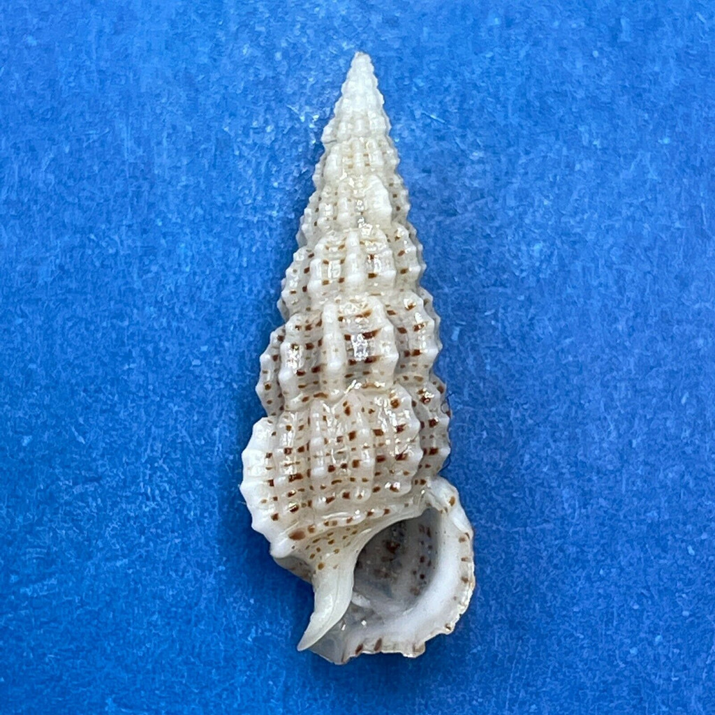 #26 Cerithium muscarum 18.9mm F++ Sarasota Bay, Florida