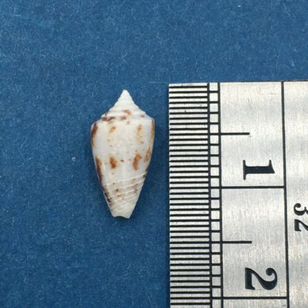 #11 Conus Ximeniconus wendrosi 11.7mm Barcadera, Aruba On Exposed Sand Bar
