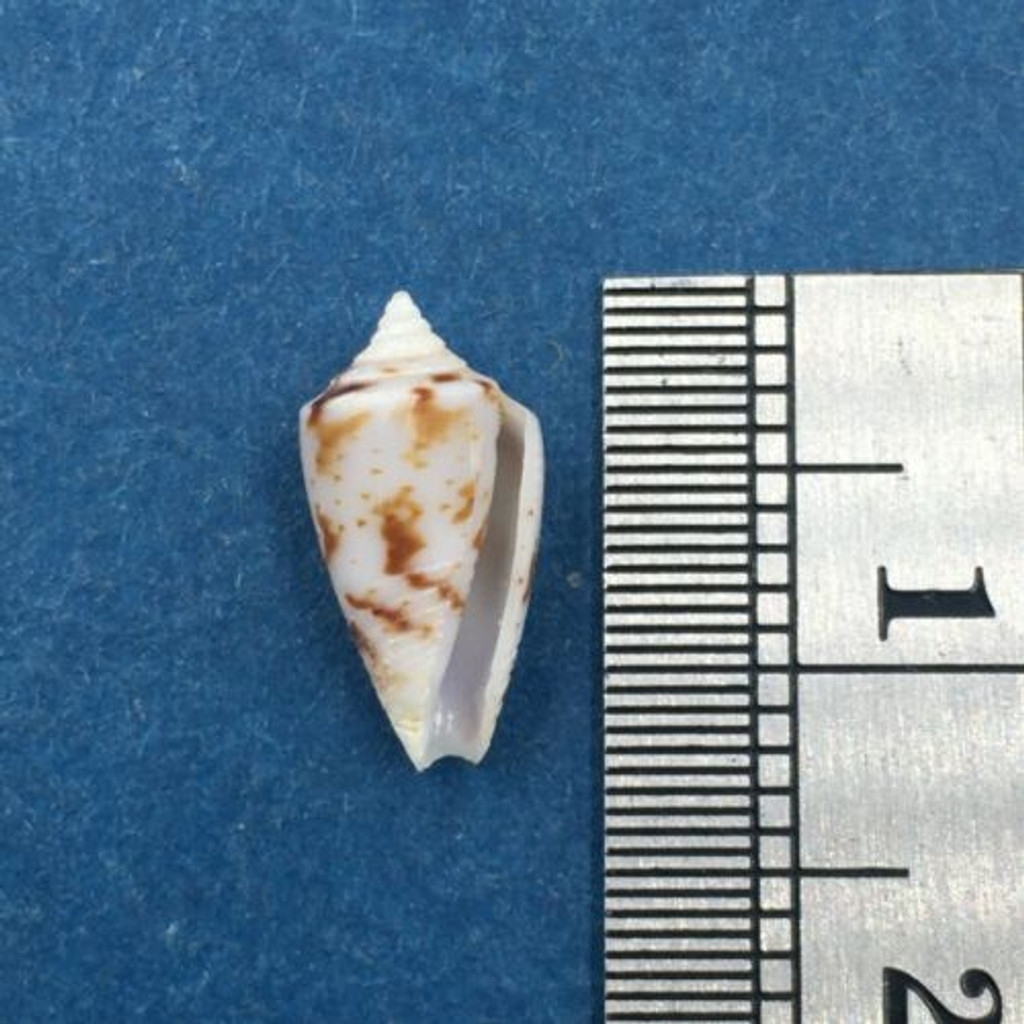 #11 Conus Ximeniconus wendrosi 11.7mm Barcadera, Aruba On Exposed Sand Bar