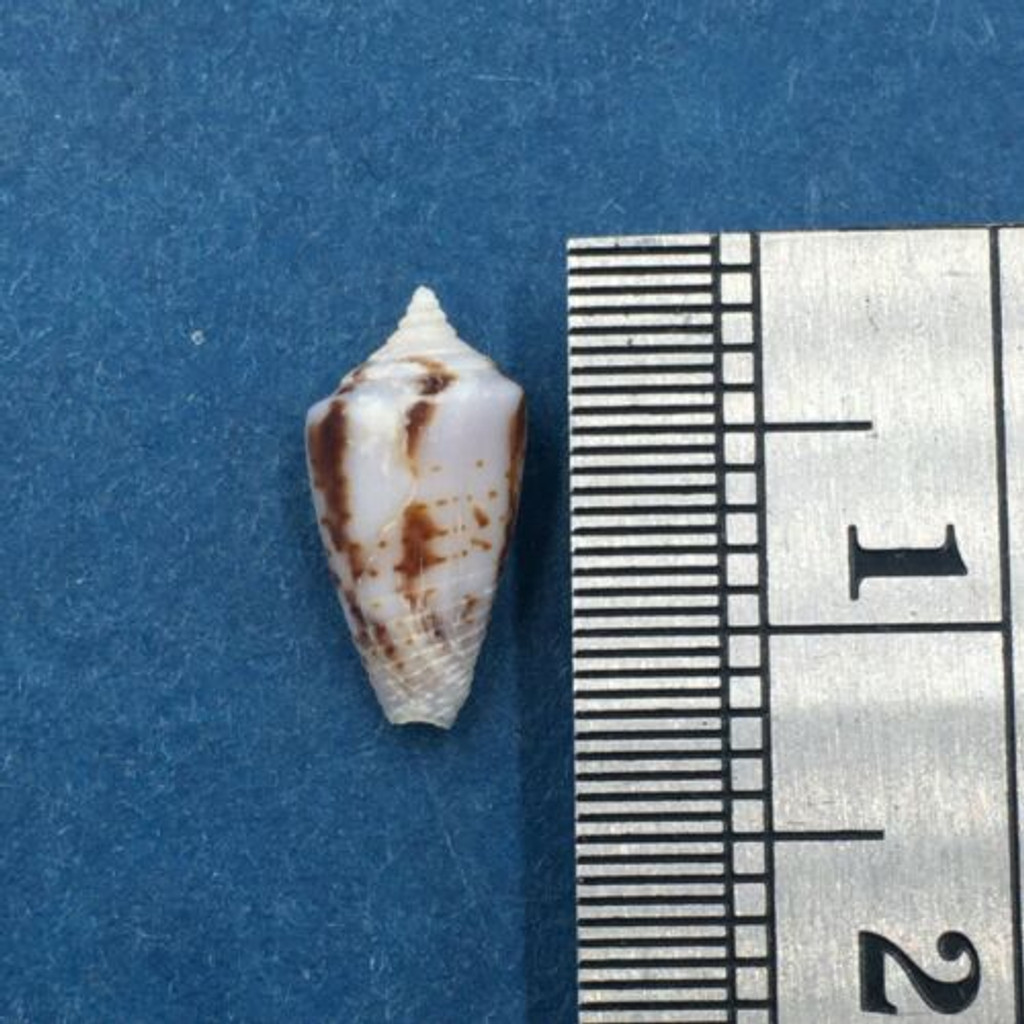 #10 Conus Ximeniconus wendrosi 11.2mm Barcadera, Aruba On Exposed Sand Bar