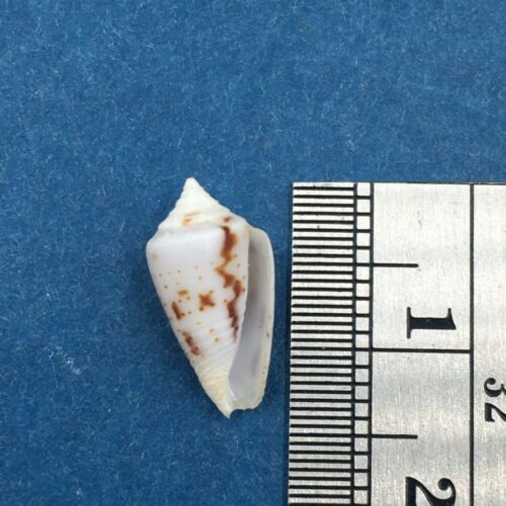 #2 Conus Ximeniconus wendrosi 14mm Barcadera, Aruba On Exposed Sand Bar