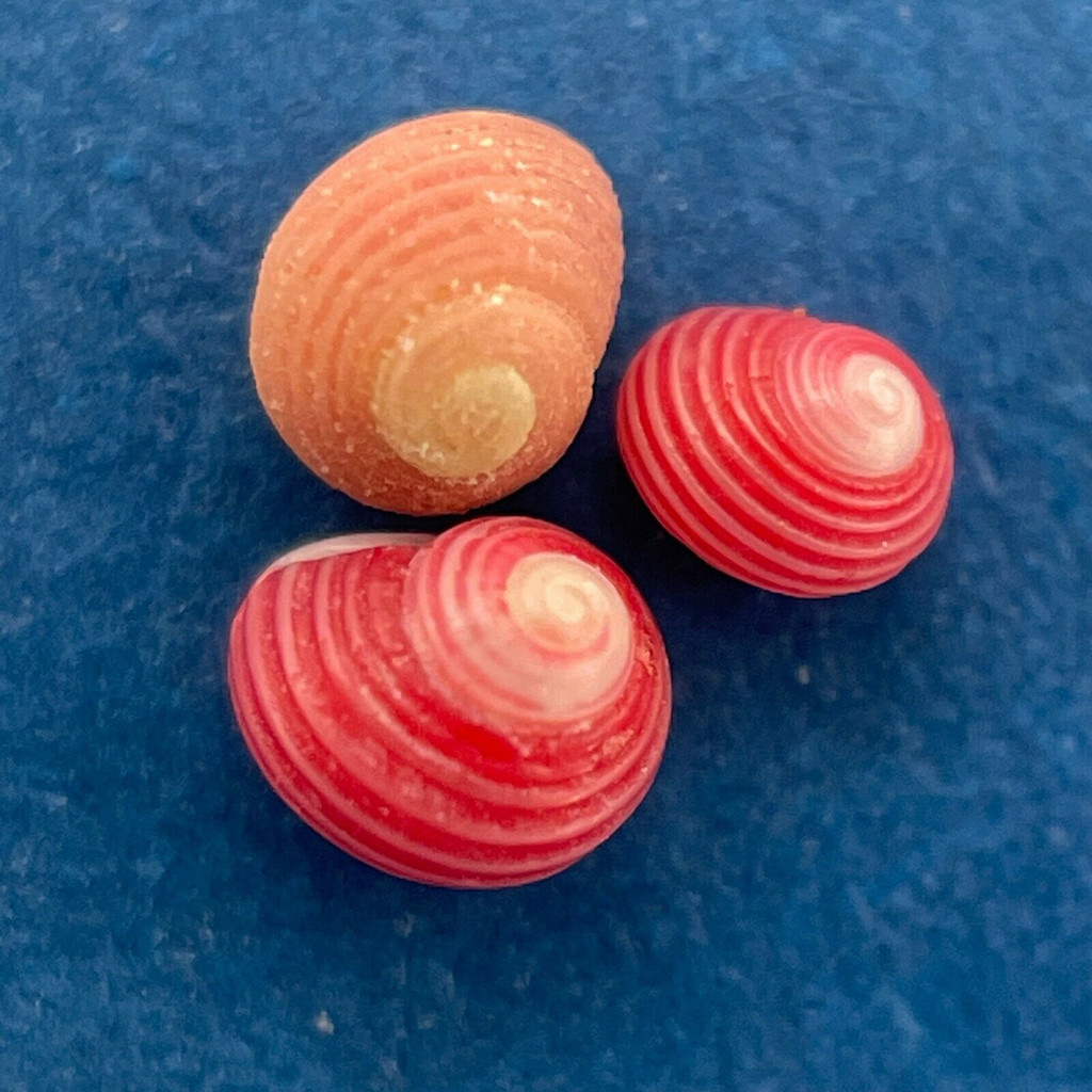 #16 Homalopoma quantillum Under 3mm F/+ Jeffreys Bay, South Africa