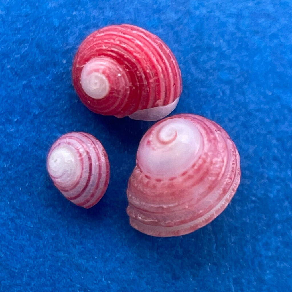 #34 Homalopoma quantillum Under 3mm F/+ Jeffreys Bay, South Africa