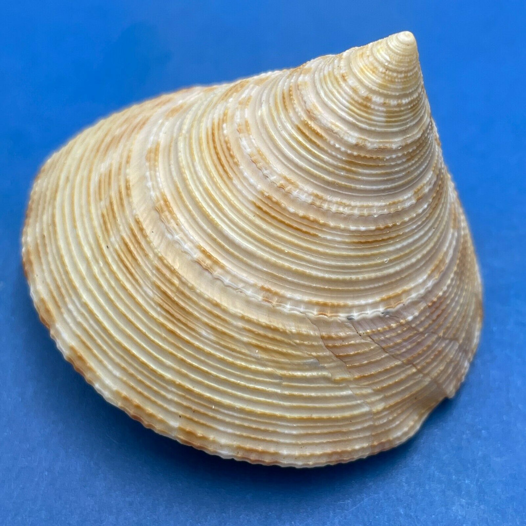 #2 Calliostoma formosense 45.1mm F+ Taiwan, 250m, 1975