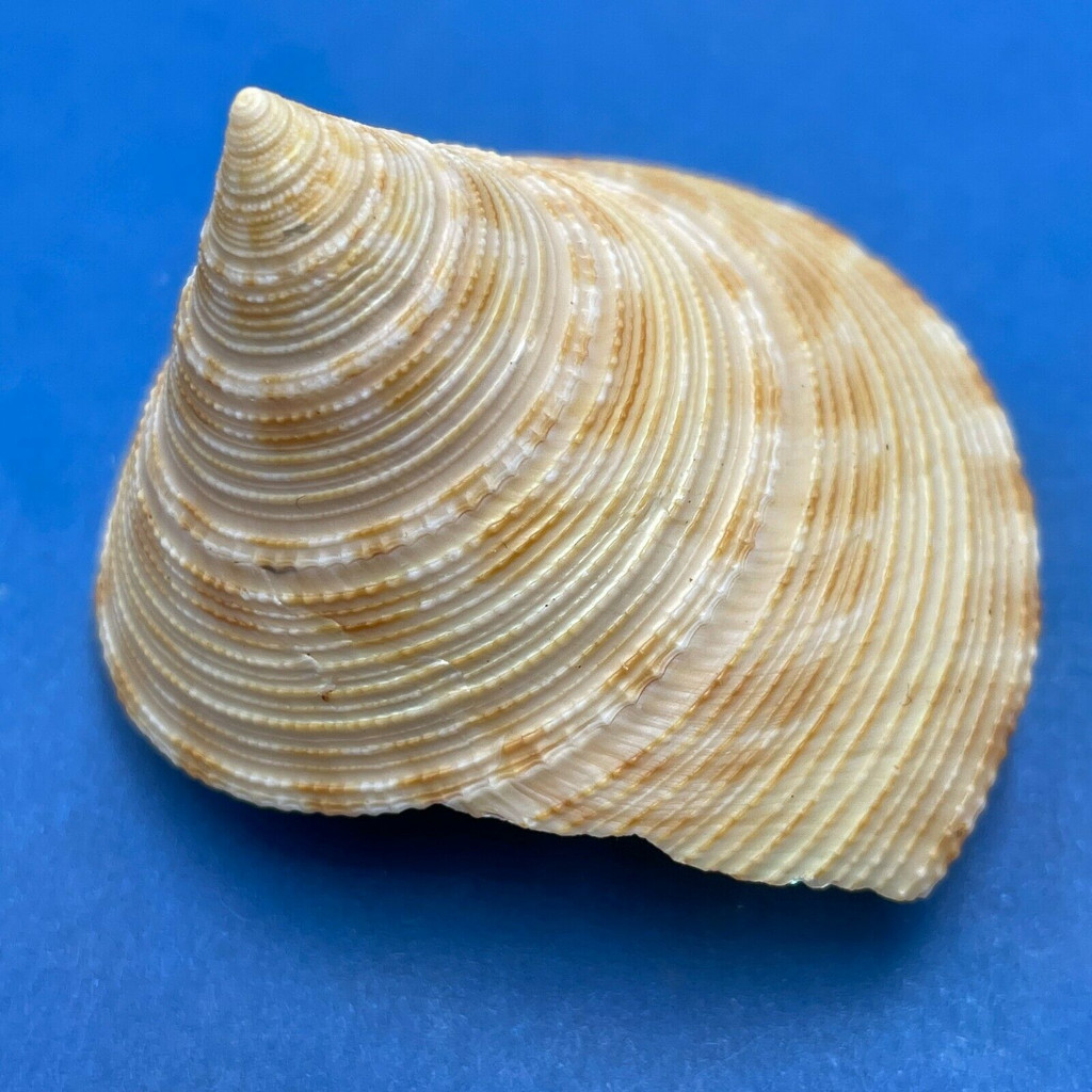 #2 Calliostoma formosense 45.1mm F+ Taiwan, 250m, 1975