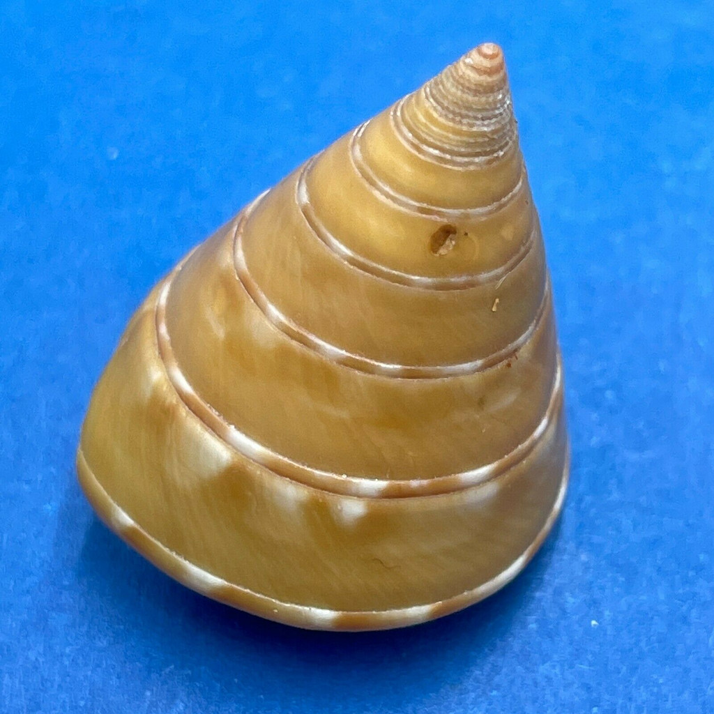 #3 Calliostoma conulus 25.1mm F (HOLE) Madeira Island, Portugal