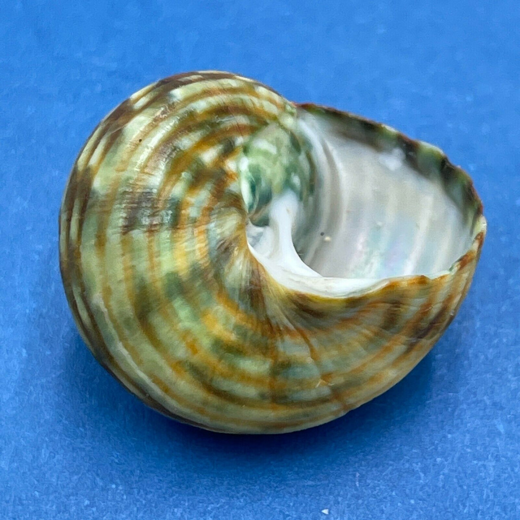 Lunella undulata 18.6mm F+ Albany, Western Australia On Rocks, Low Tide