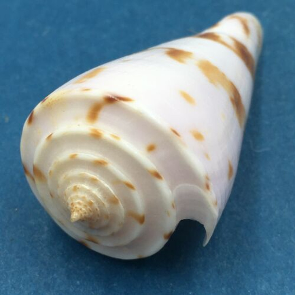 #1 Conus ione 49mm Panglao, Bohol, Philippines, Tangle Net 80-150m