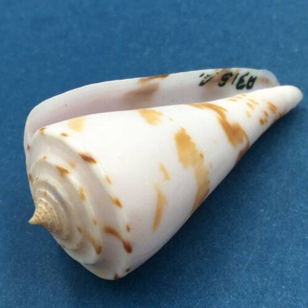 #1 Conus ione 49mm Panglao, Bohol, Philippines, Tangle Net 80-150m