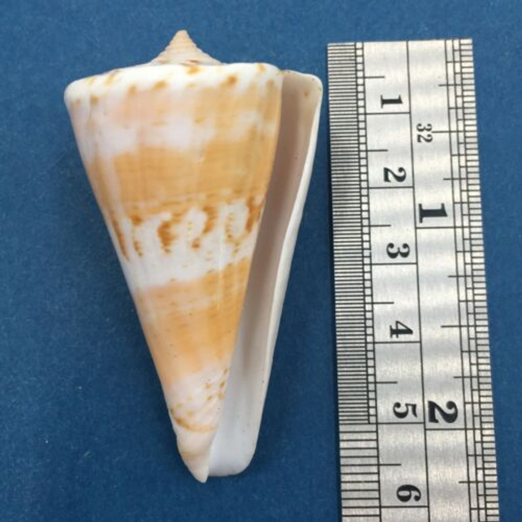 #1 Conus voluminalis 54.2mm Cebu, Philippines