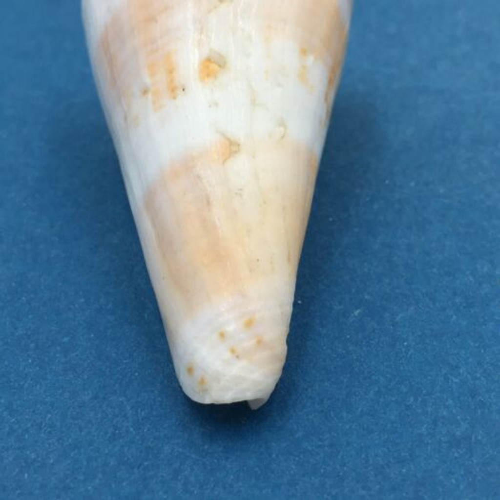 #1 Conus voluminalis 54.2mm Cebu, Philippines