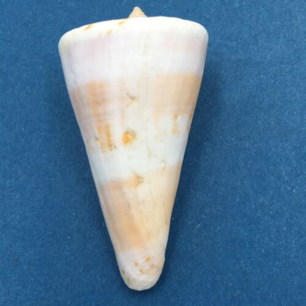 #1 Conus voluminalis 54.2mm Cebu, Philippines