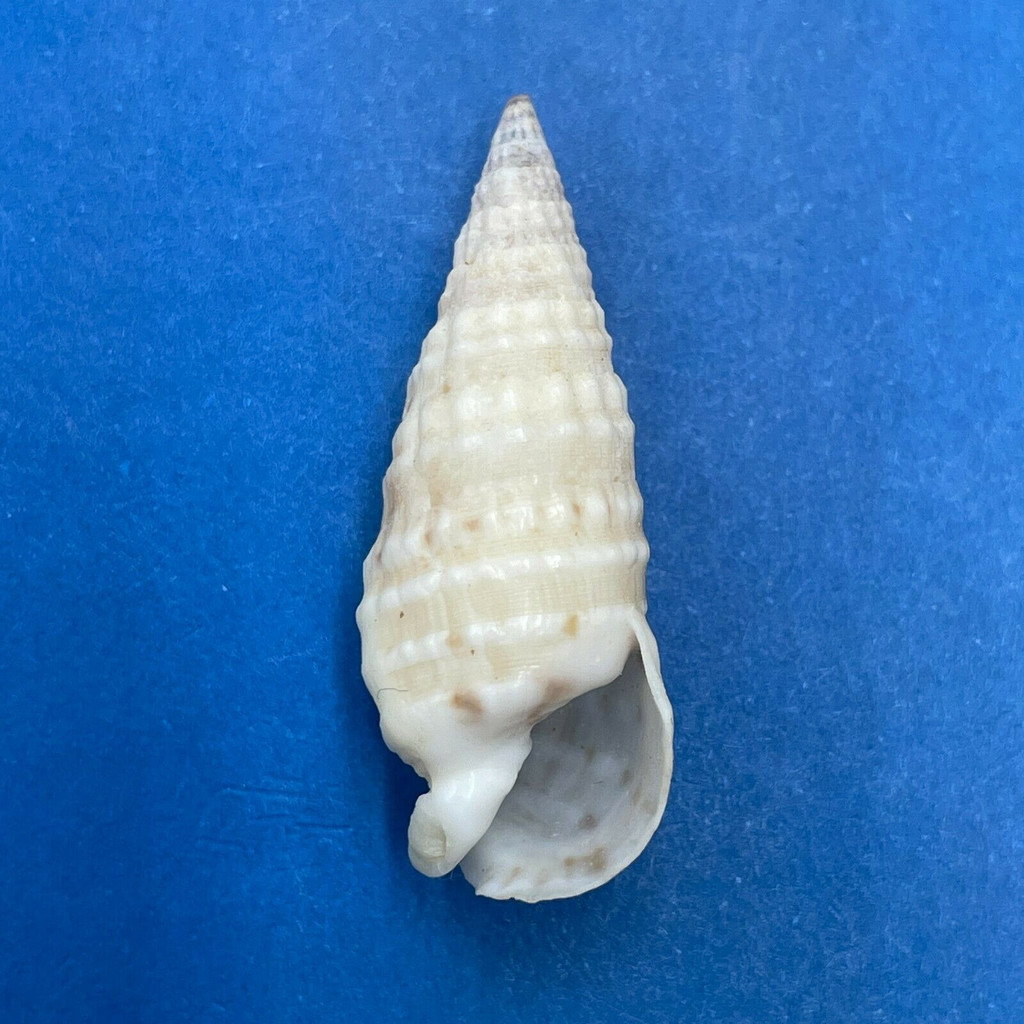 #9 Rhinoclavis bituberculata 31.7mm F+ Tasmania