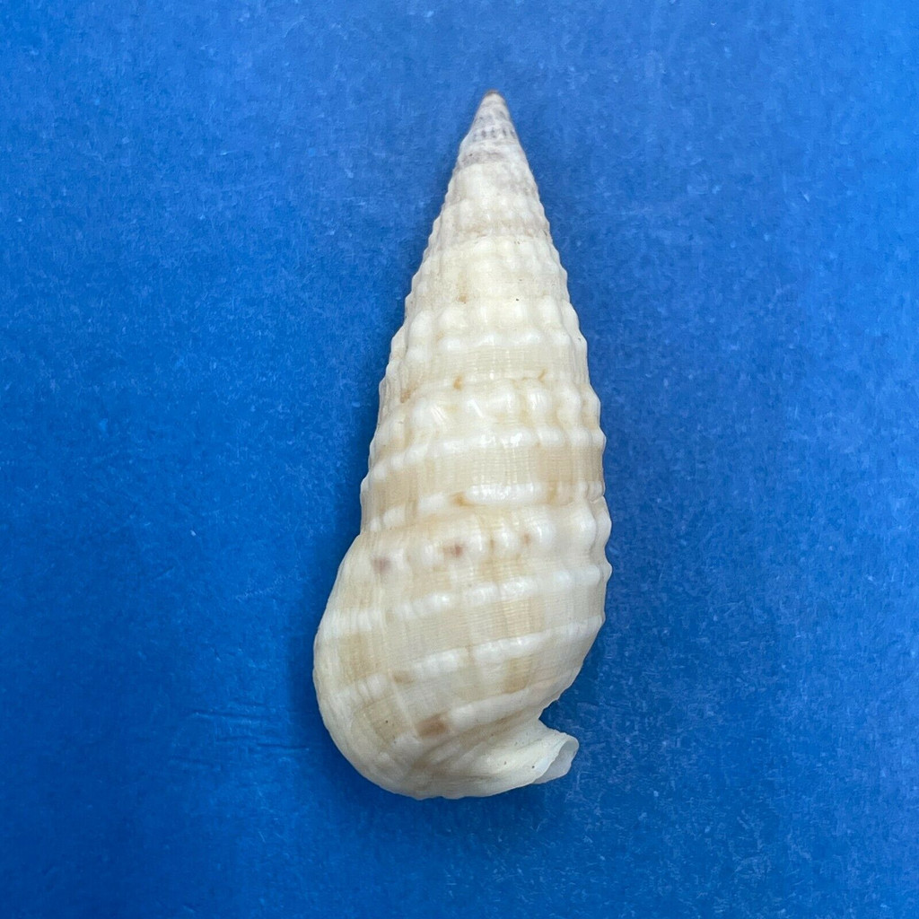 #9 Rhinoclavis bituberculata 31.7mm F+ Tasmania