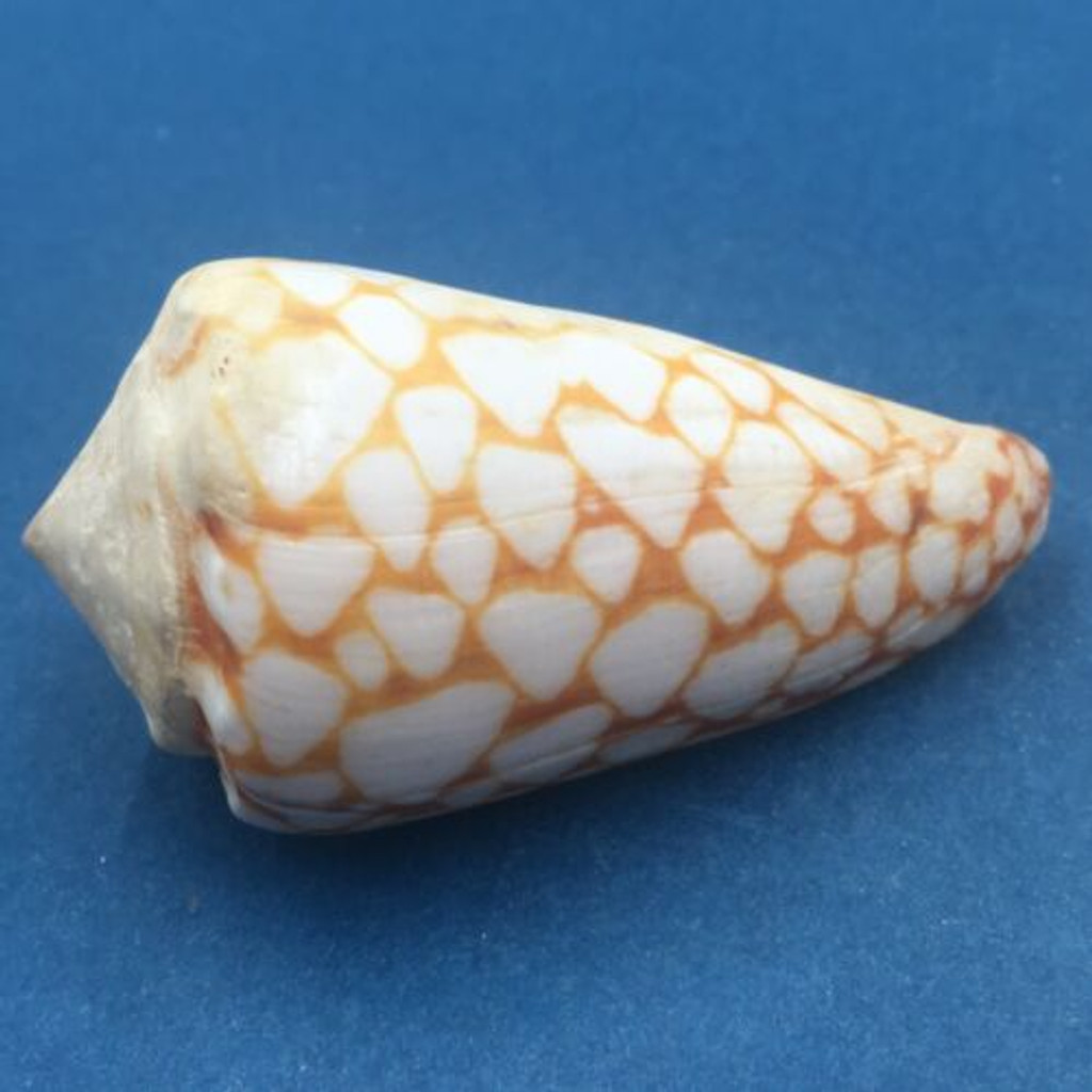 #1 Conus marmoreus 54.8mm Rare Golden Form Noumea Harbor, New Caledonia