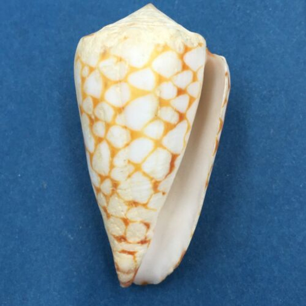 #1 Conus marmoreus 54.8mm Rare Golden Form Noumea Harbor, New Caledonia